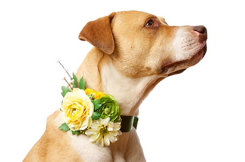 Cute, Cuter, Corsages