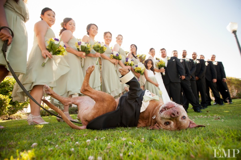 Using Animals in Your Wedding Photographs